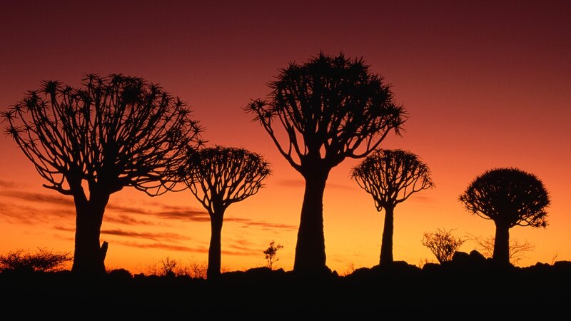 Quiver Trees at Sunset — Orange, Dramatic
