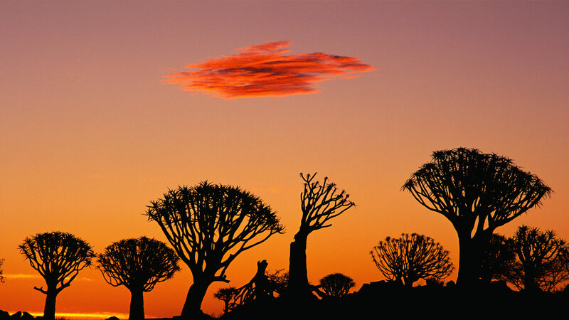 Quiver Trees at Sunset