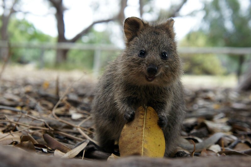 Quokka Holding Leaf — Brown, Calm