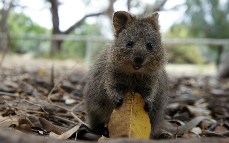 Quokka Holding Leaf — Brown