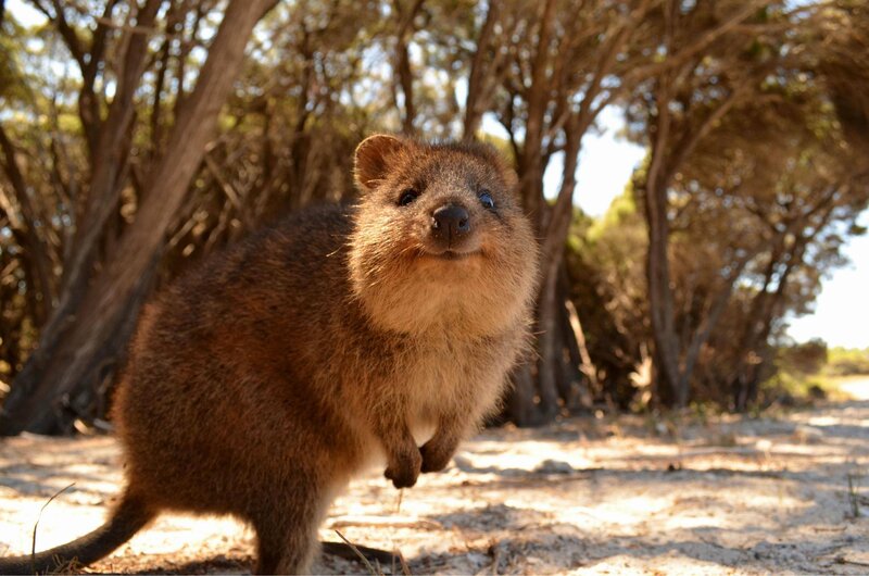 Quokka in Forest