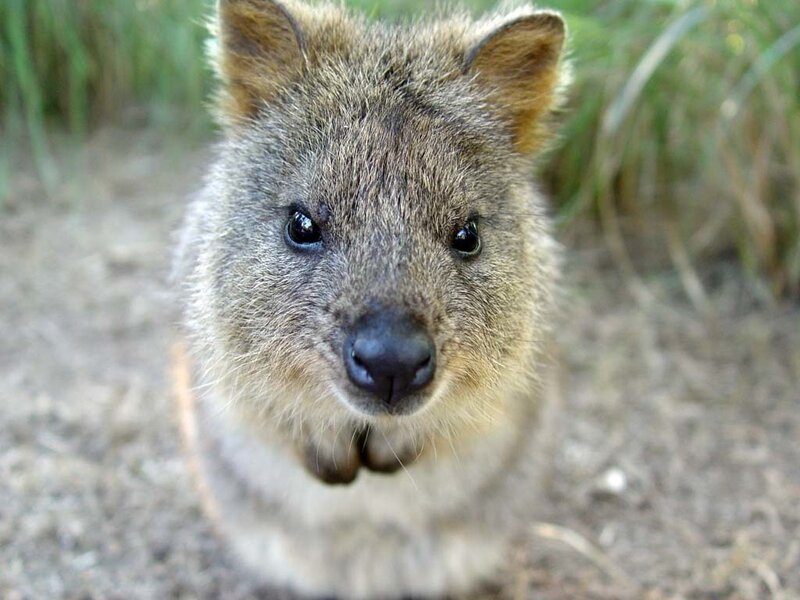 Quokka in Grass