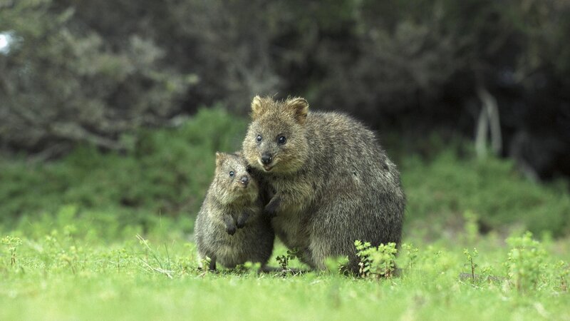 Quokka mother and baby