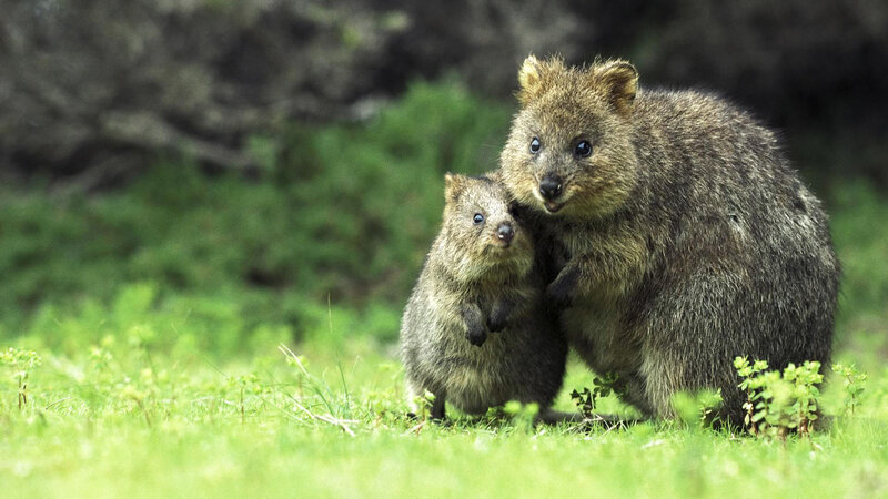 Quokka Mother and Baby — Green