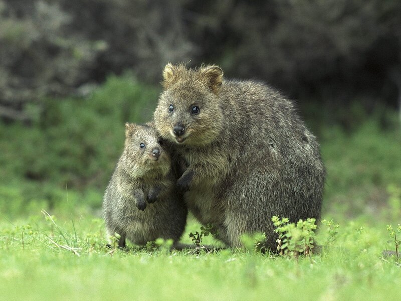 Quokka mother and baby