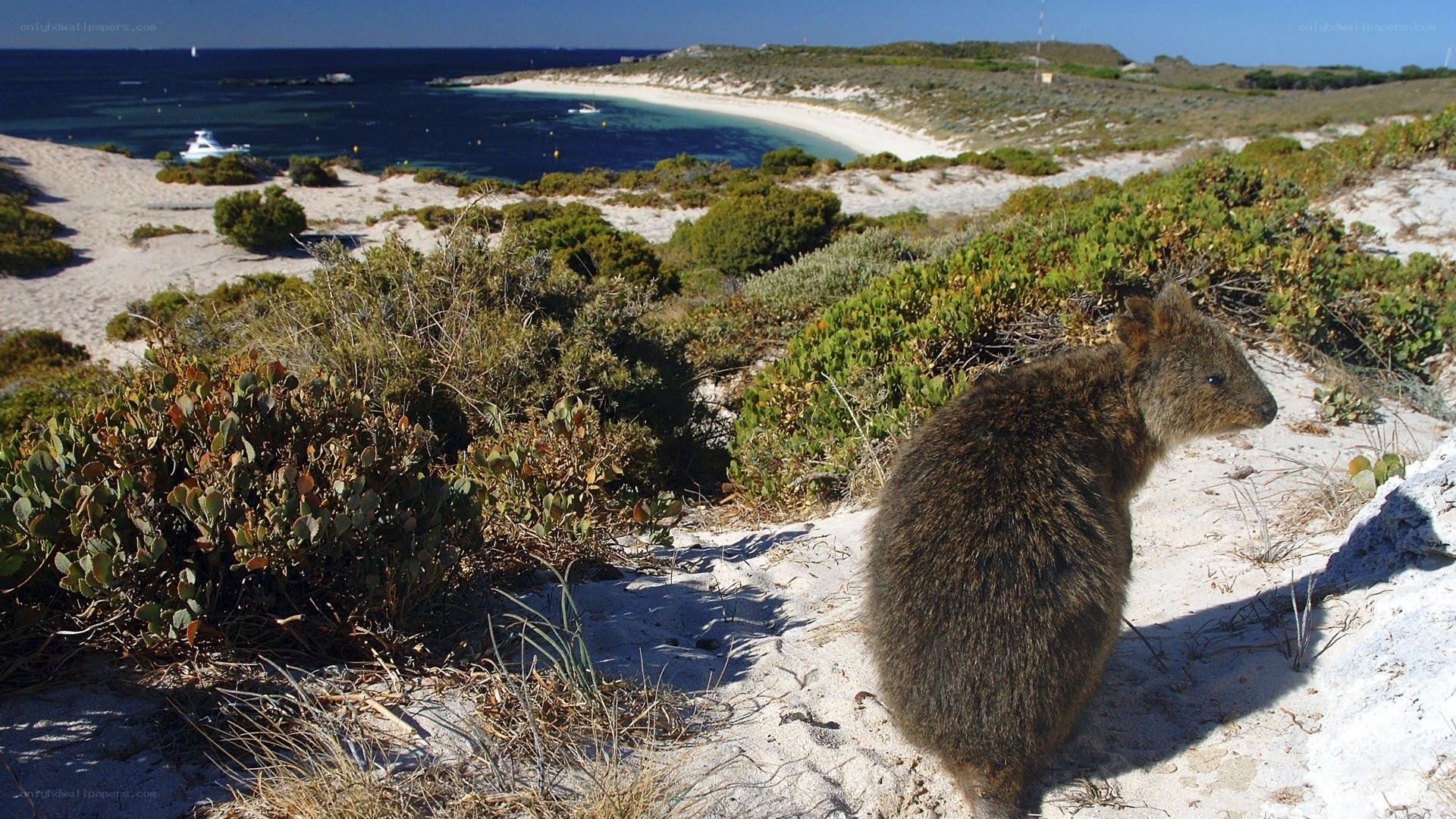 Quokka on a sandy beach