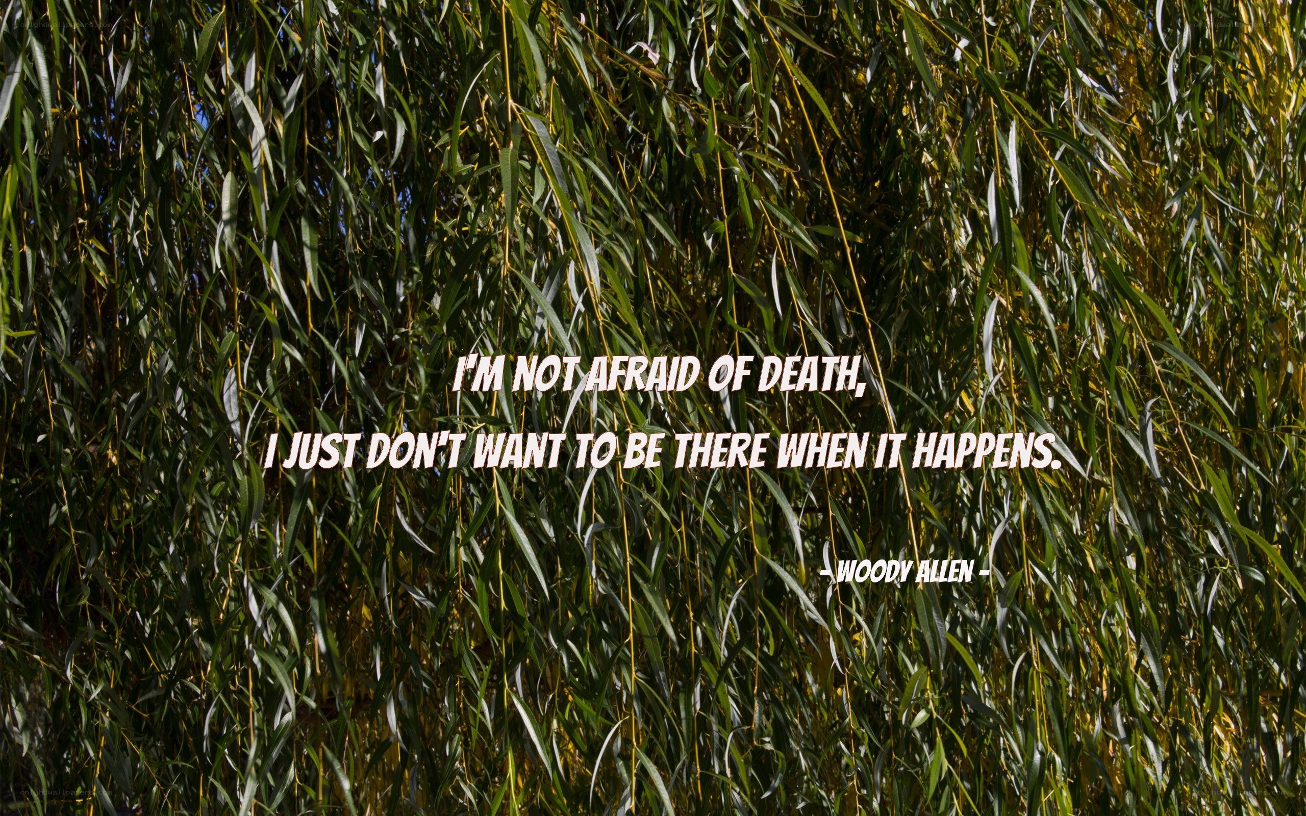 quote on willow leaves