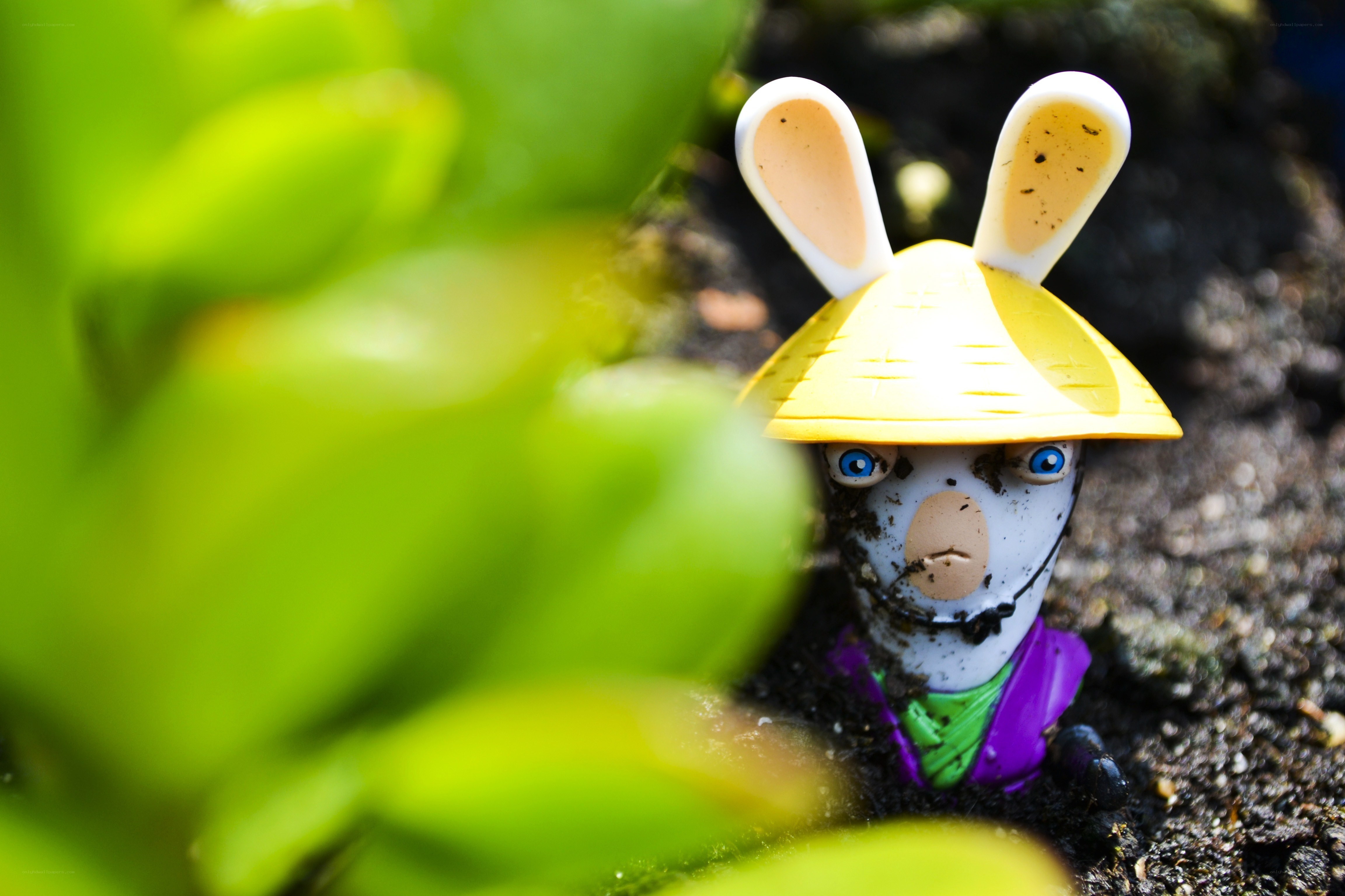 Rabbid in a garden