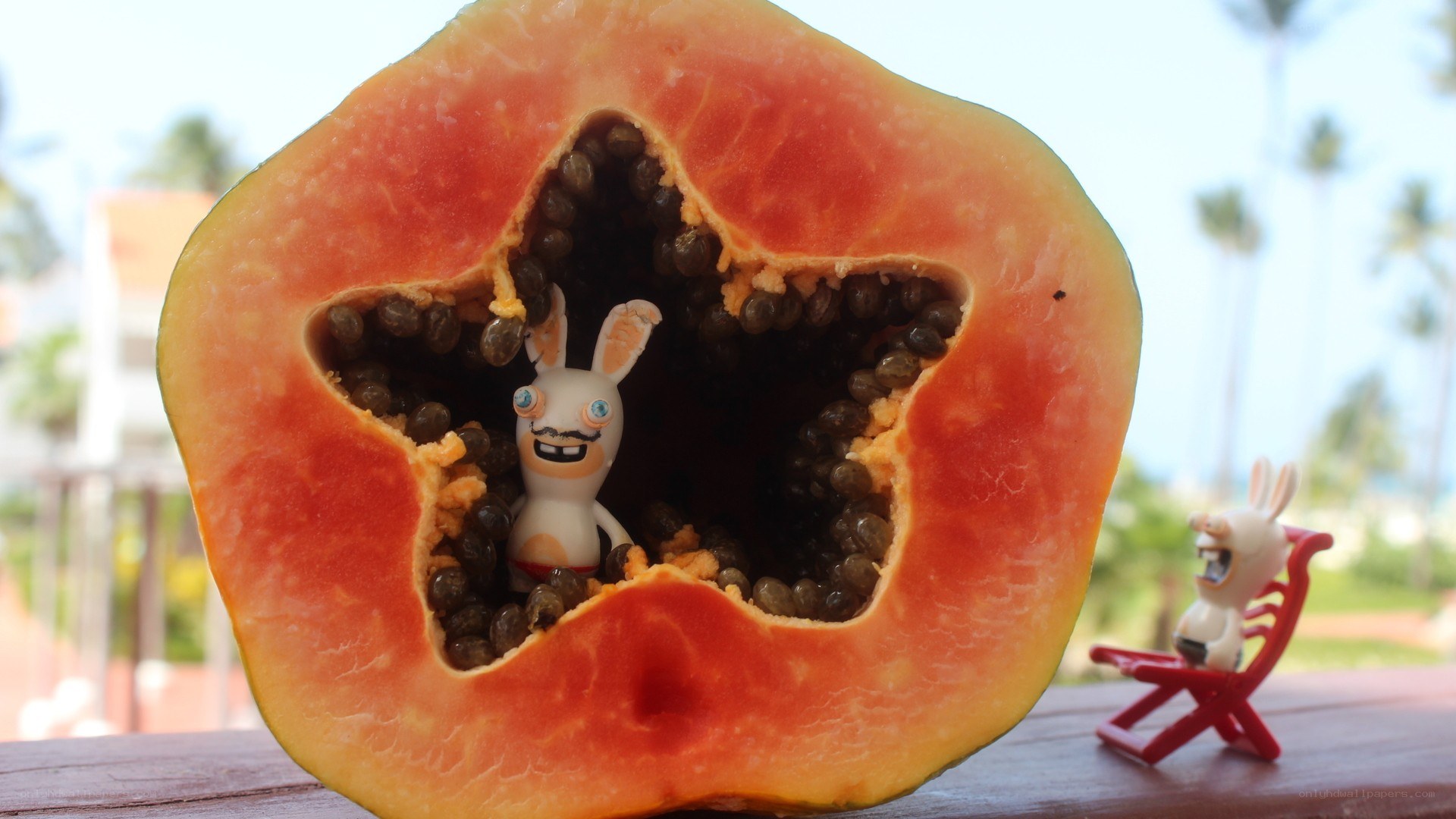 Rabbids in papaya fruit
