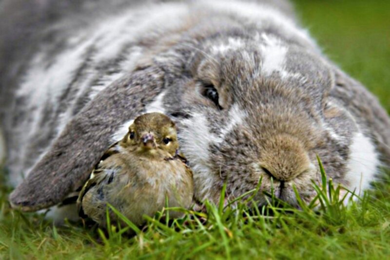 Rabbit and Bird