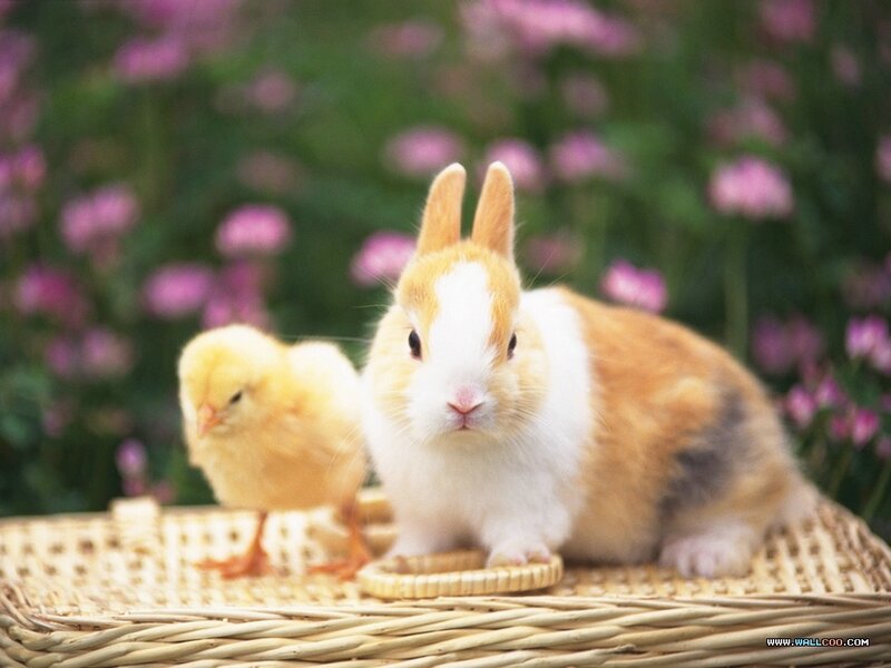Rabbit and Chick