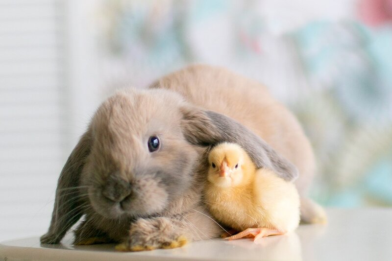 Rabbit and Chick Together