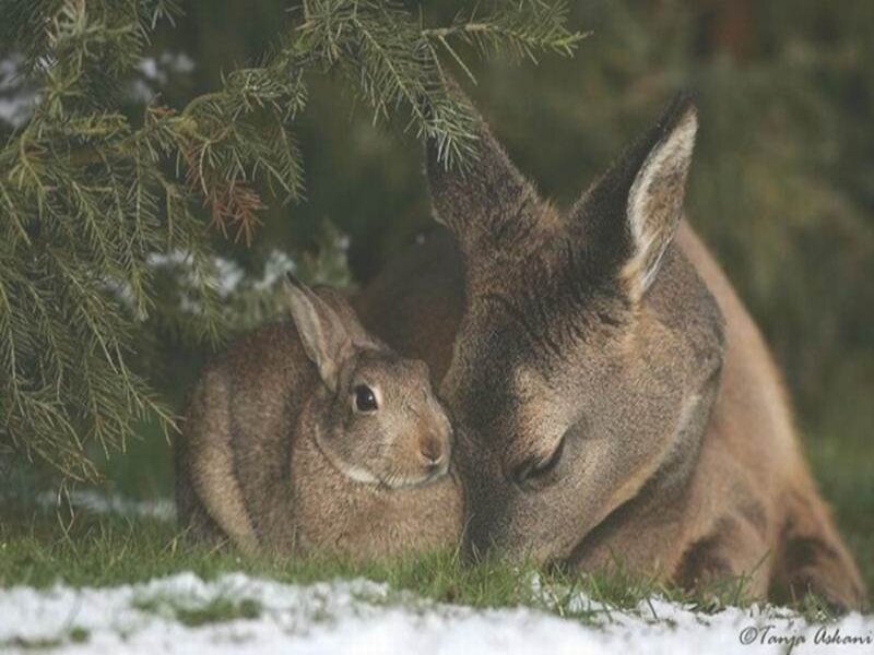 Rabbit and Deer in Snow