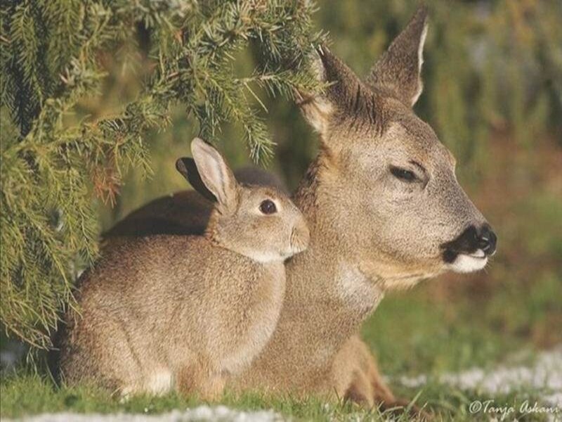 Rabbit and Deer Together
