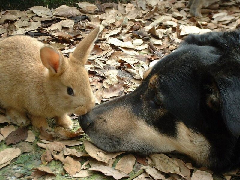 Rabbit and Dog Interaction