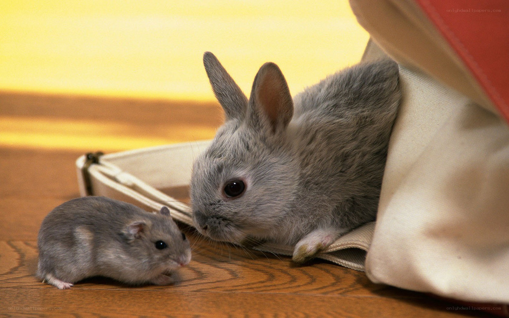 Rabbit and hamster interacting