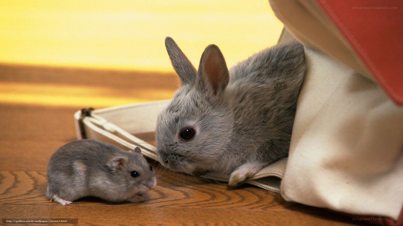 Rabbit and hamster interaction