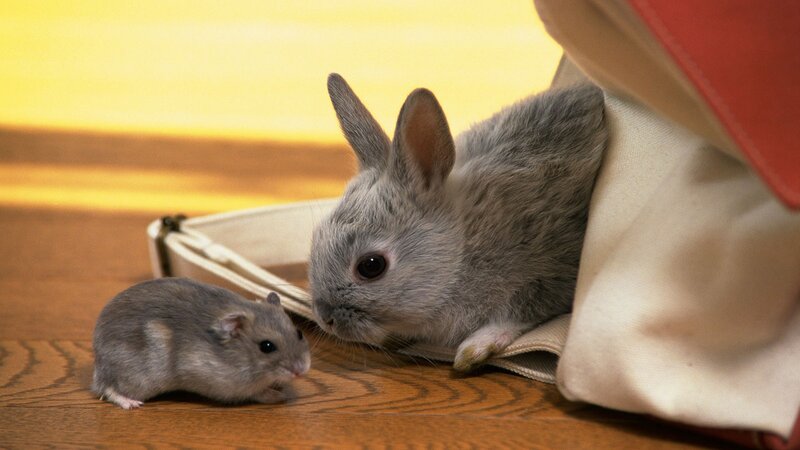 Rabbit and hamster on wood floor