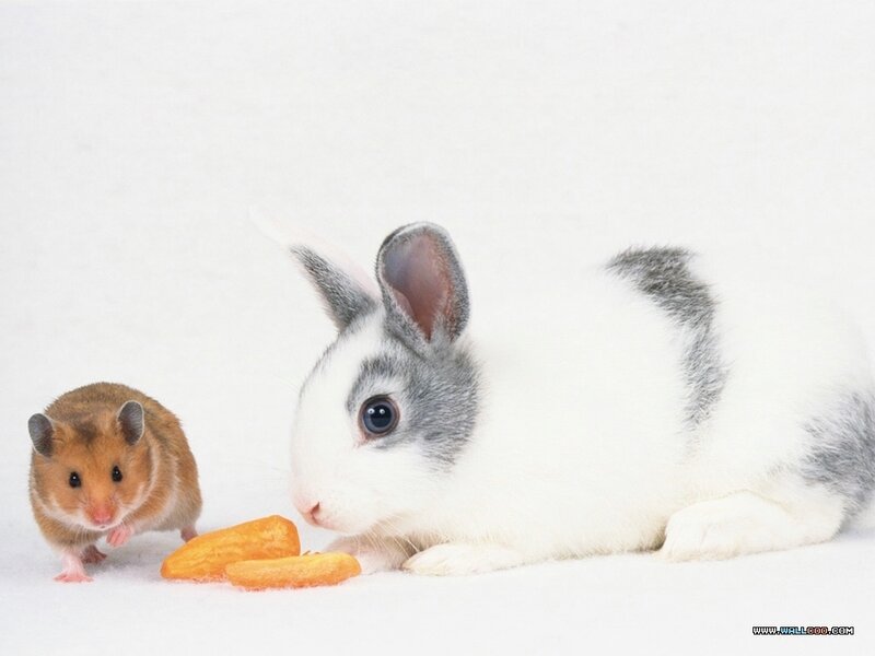 Rabbit and Hamster — White