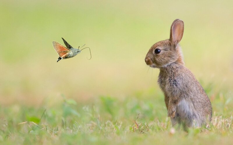 Rabbit and Hummingbird Moth