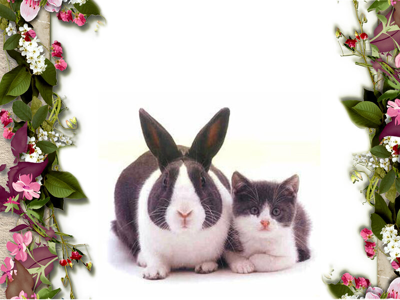 Rabbit and Kitten