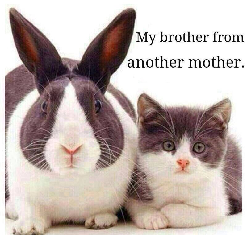 Rabbit and Kitten — White, Neutral