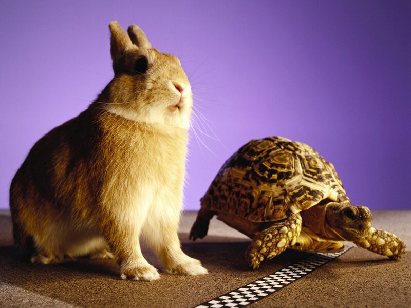 Rabbit and Tortoise — Purple