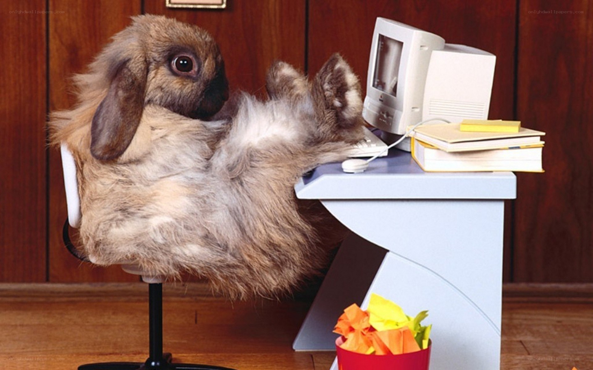 rabbit at a computer desk
