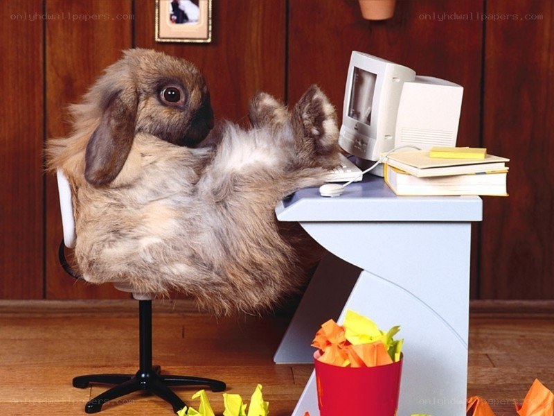 rabbit at a computer desk