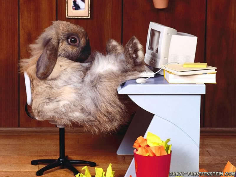 rabbit at a computer desk