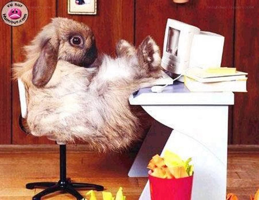 rabbit at a desk