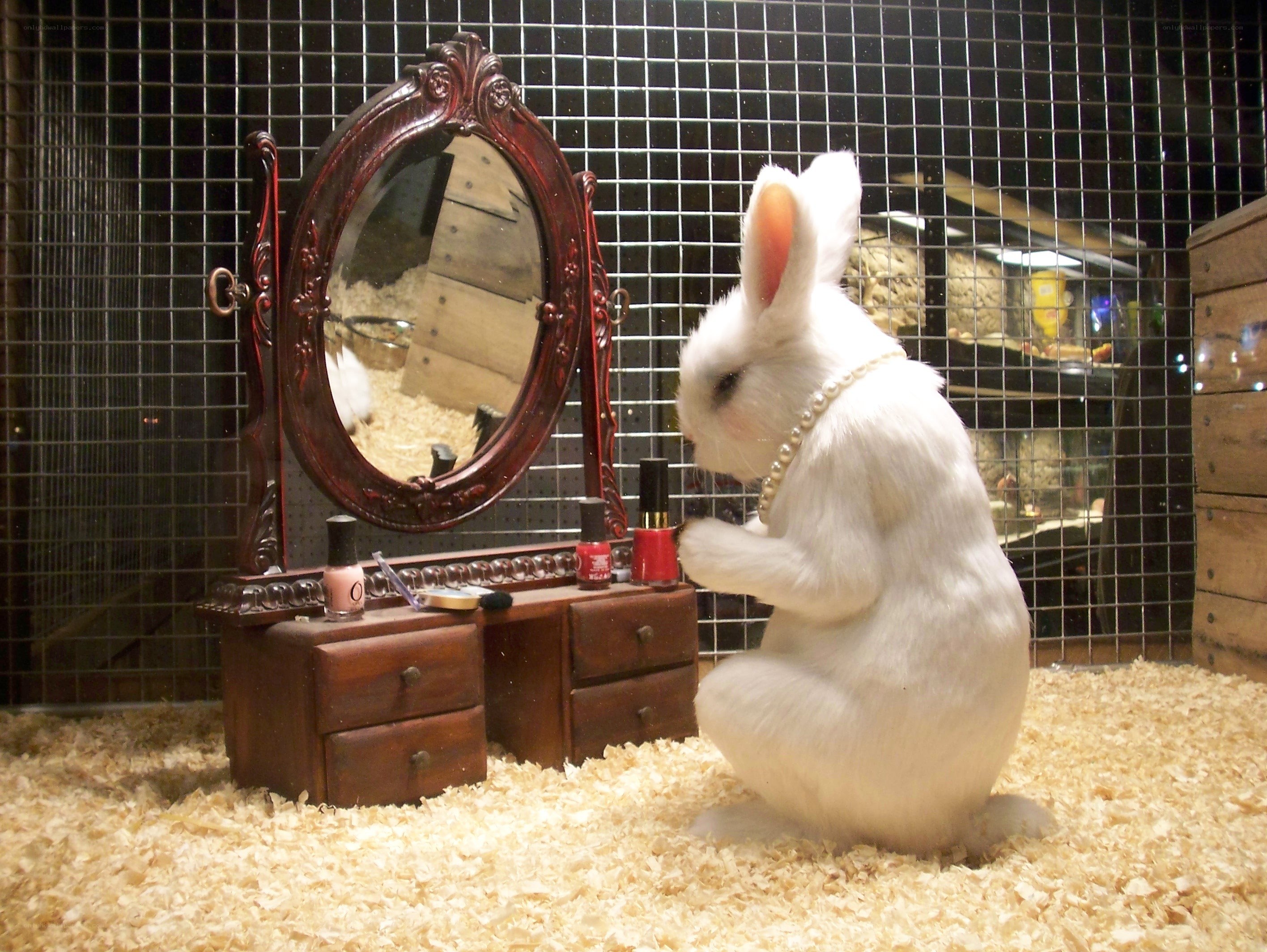 rabbit at vanity mirror