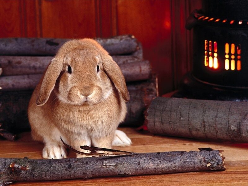 Rabbit by a fireplace
