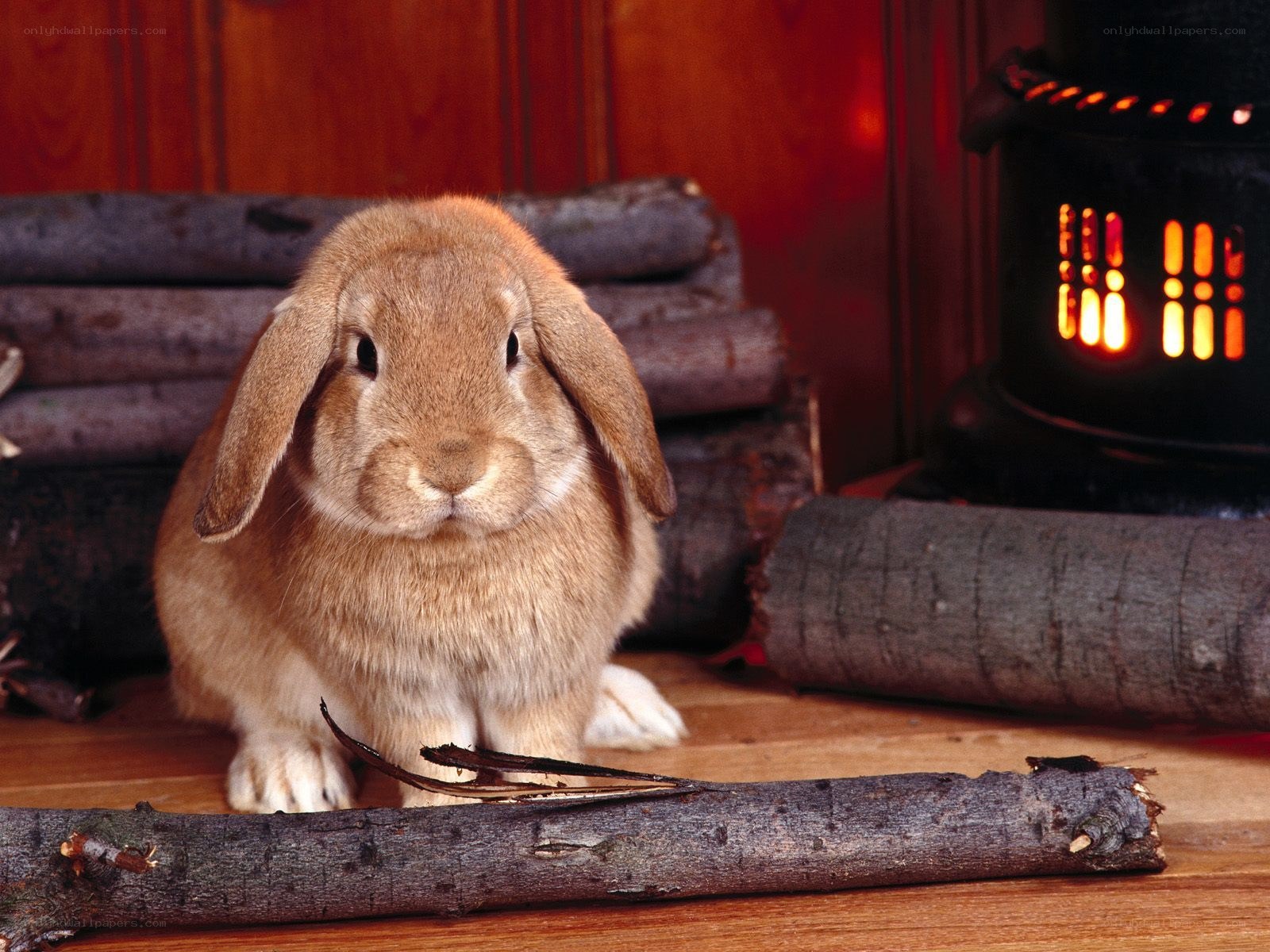 Rabbit by the fireplace