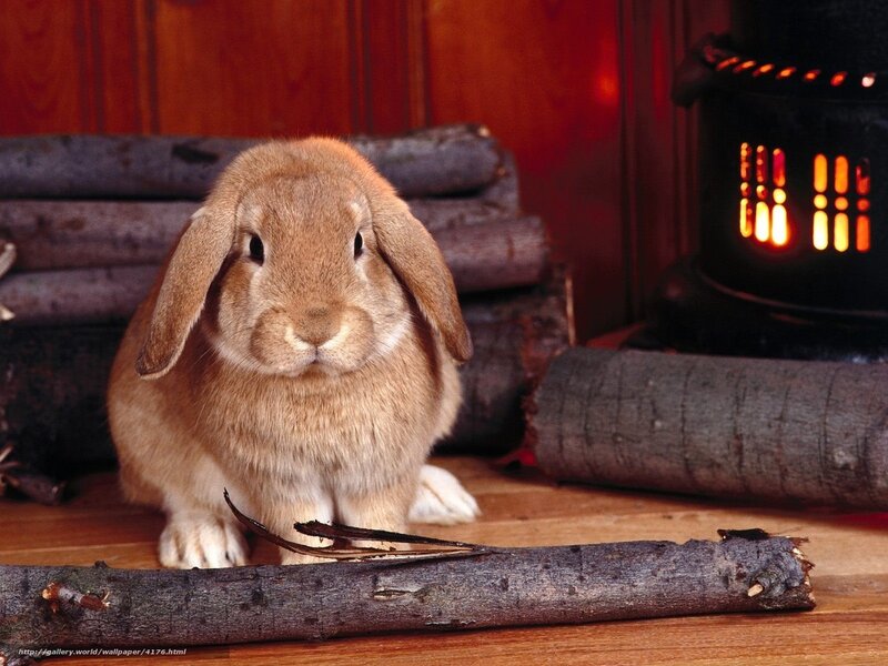 Rabbit by the fireplace