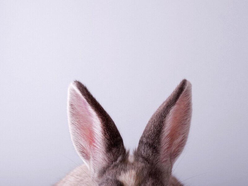 Rabbit Ears