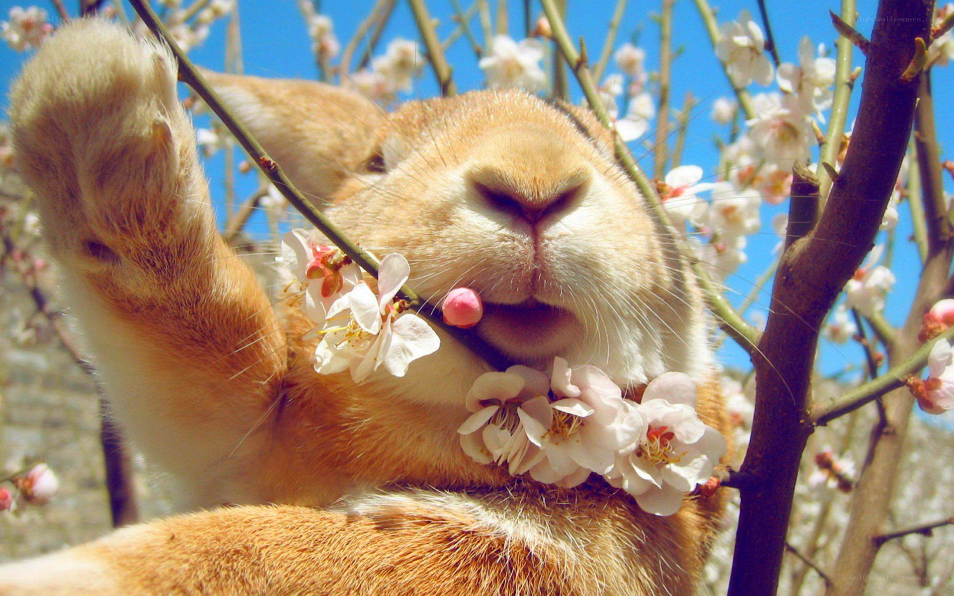 rabbit eating blossoms