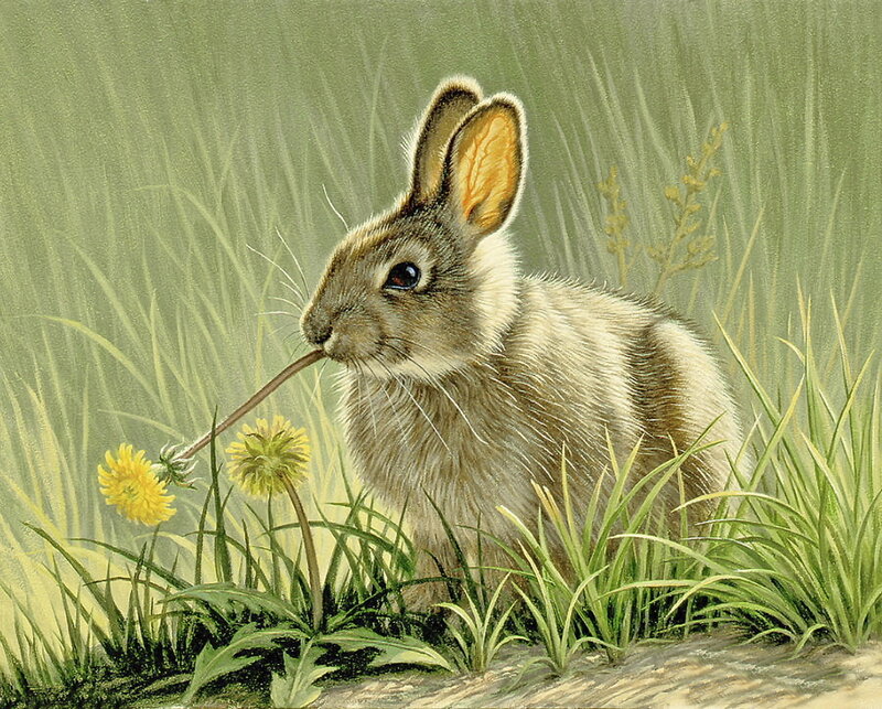 Rabbit Eating Dandelion — Green