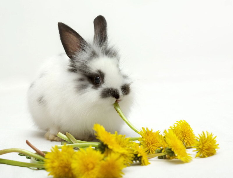 rabbit eating dandelion