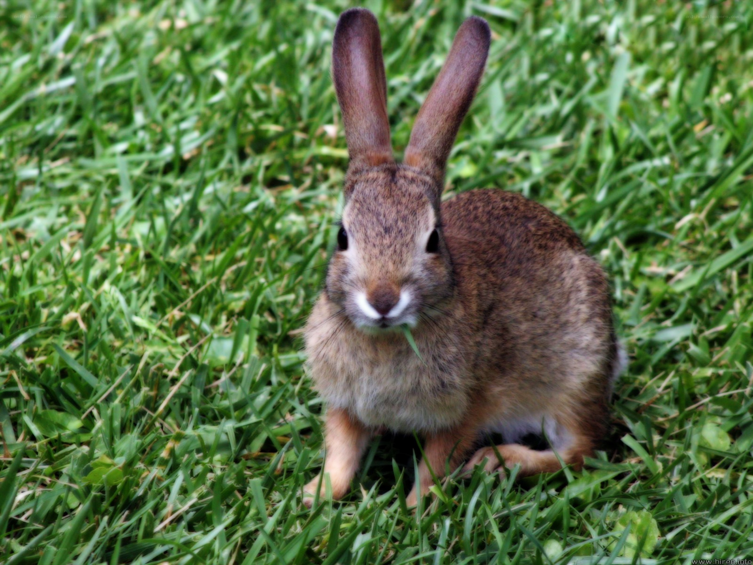 rabbit eating grass in garden