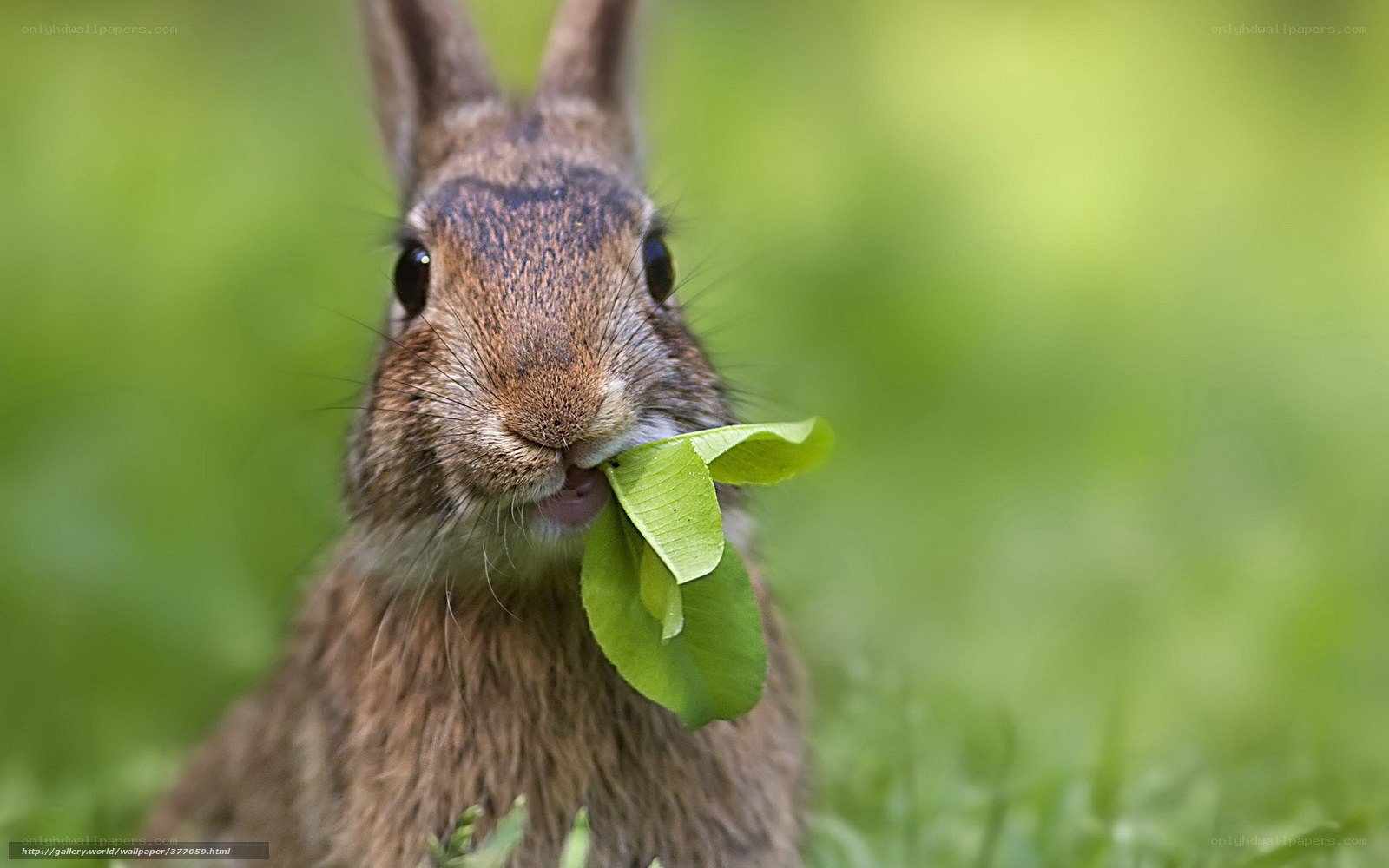 rabbit eating green leaf