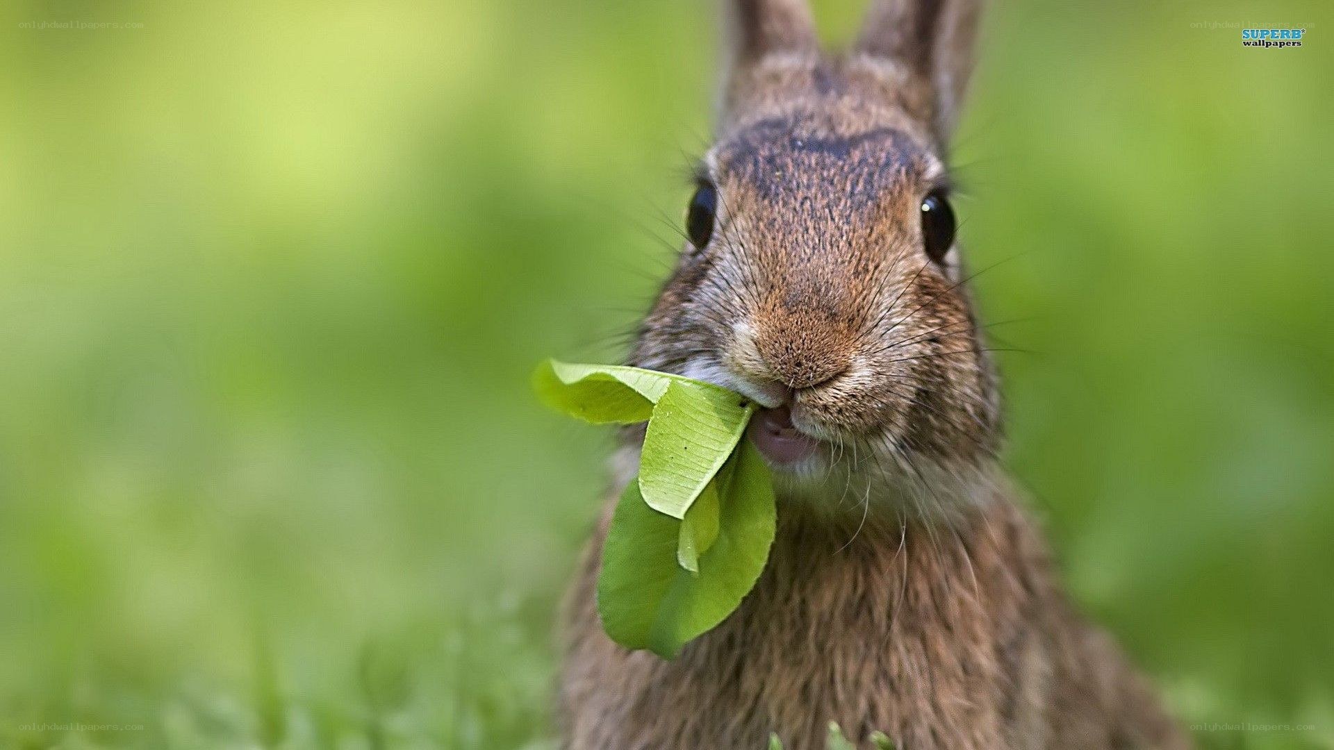 rabbit eating green leaf