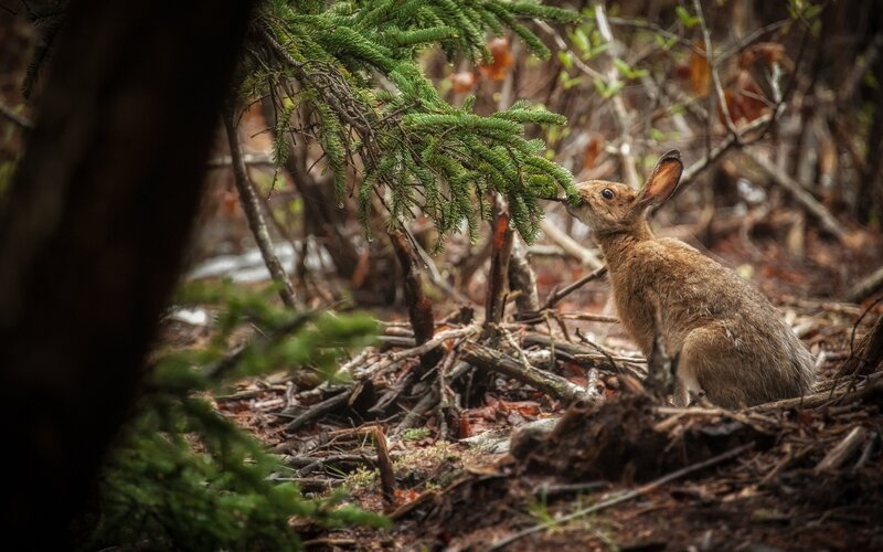 Rabbit Eating Pine Needles