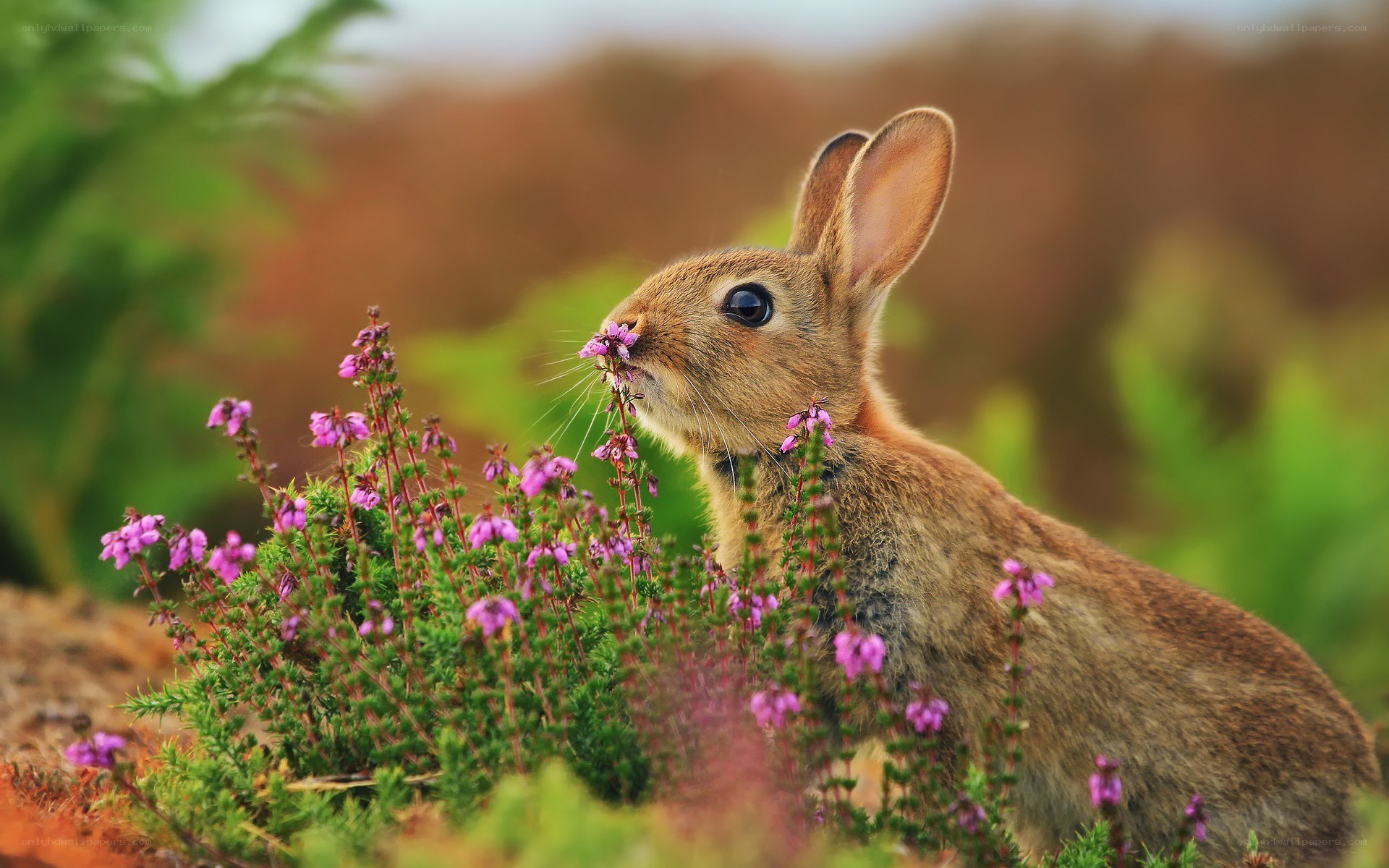 rabbit eating purple flowers
