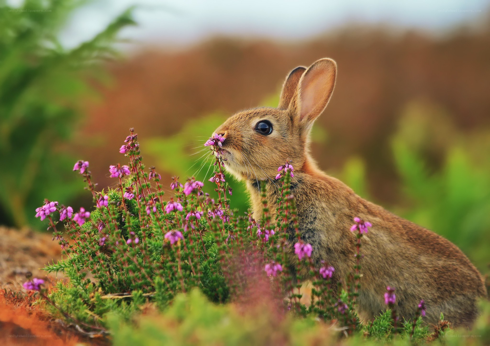 rabbit eating purple flowers