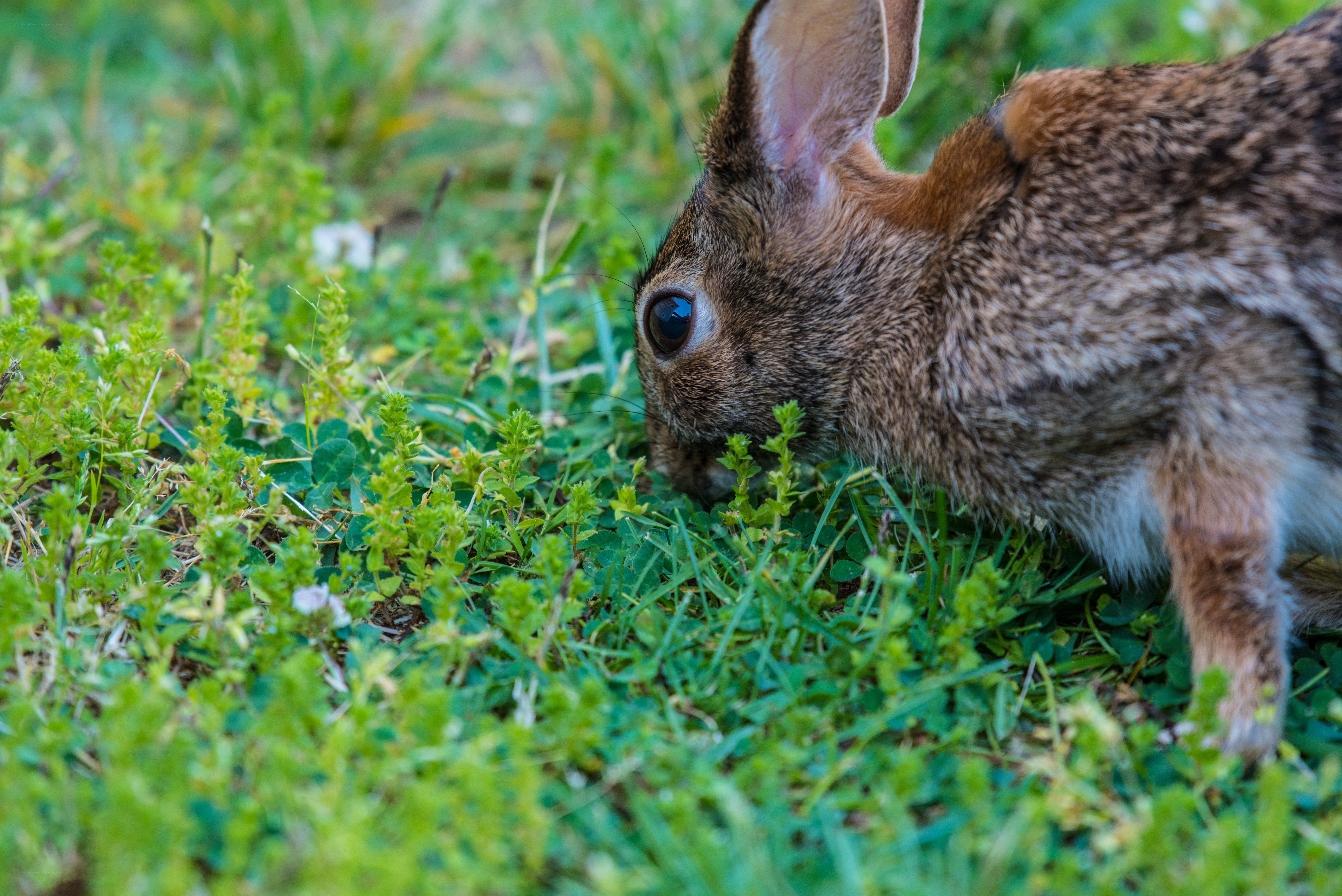 rabbit grazing in grass