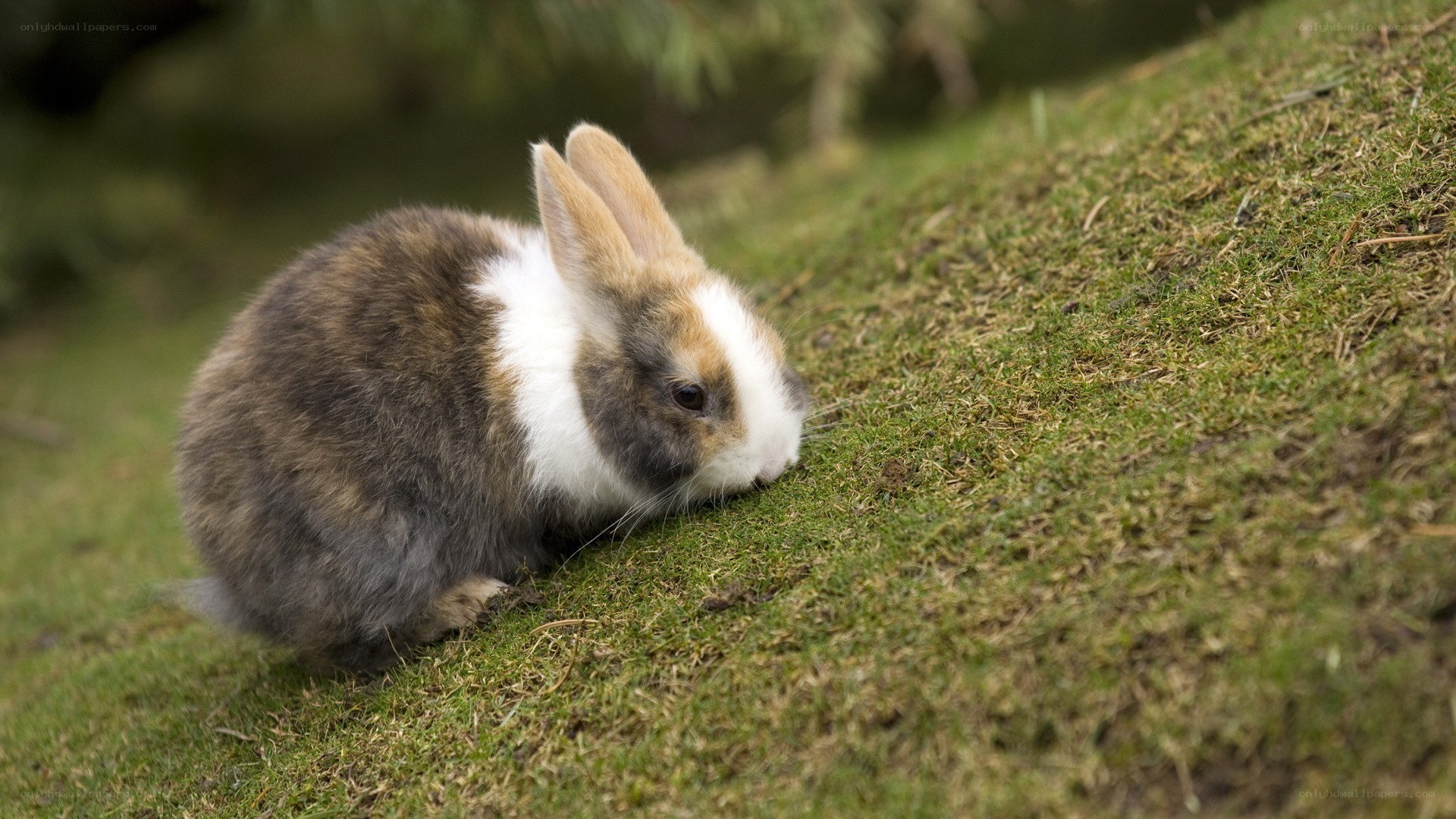 rabbit grazing on grass