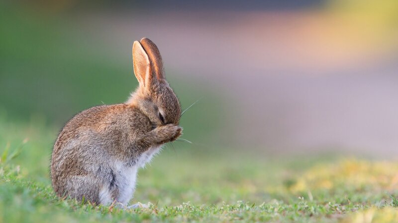 Rabbit Grooming Itself — Brown, Calm, Sunset