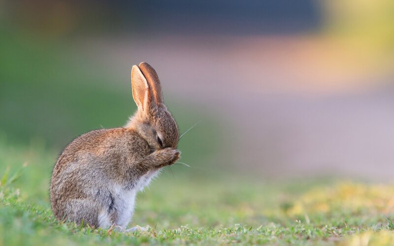 Rabbit Grooming Itself — Brown, Calm