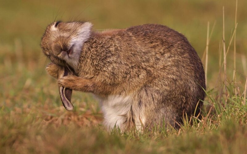 Rabbit Grooming Itself — Brown